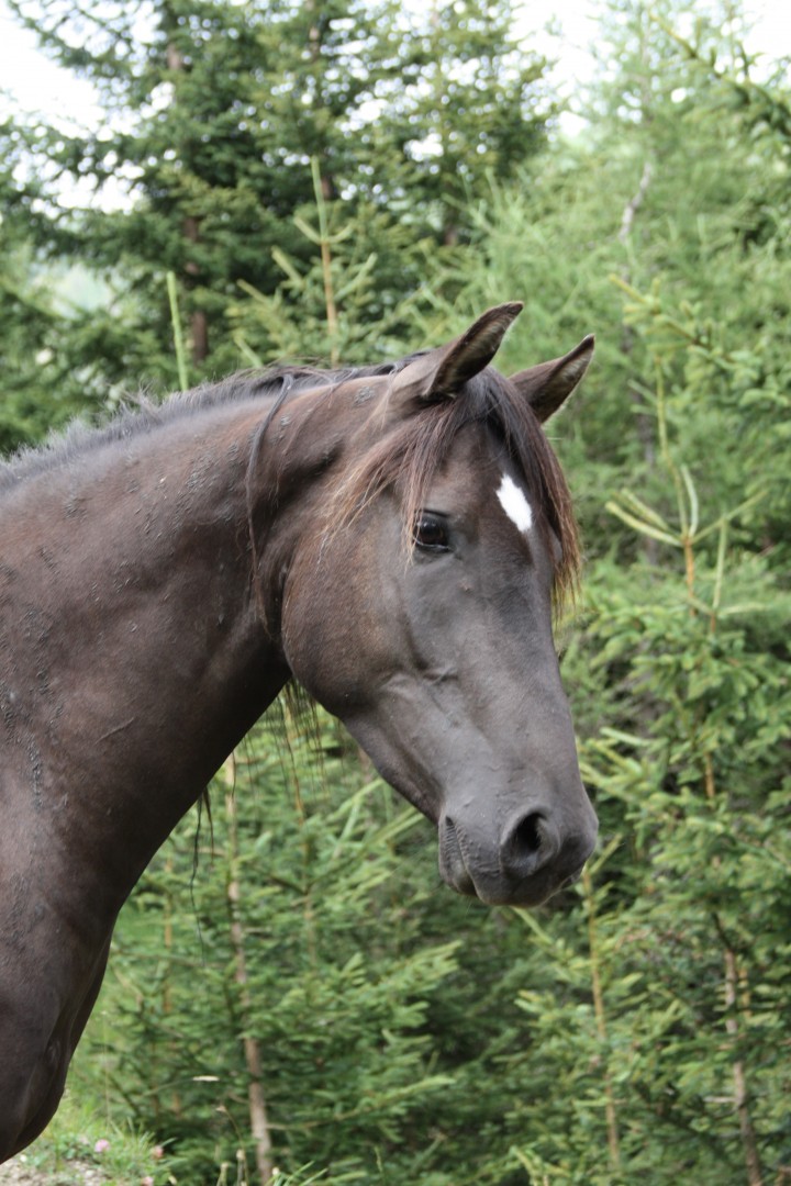 Portrait Katschan