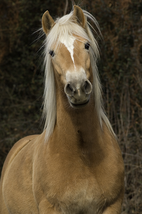 Portrait Mira